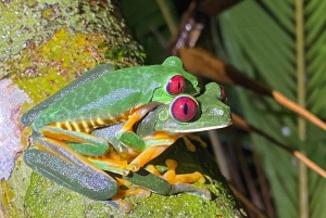 Manuel Antonio: Night tour with a naturalist guide.