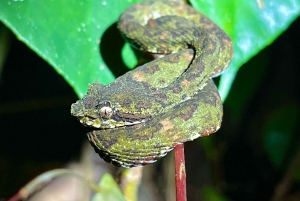 Manuel Antonio: Tour nocturno con guía naturalista.