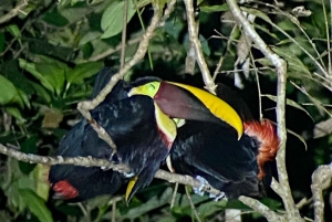 Manuel Antonio: Night tour with a naturalist guide.