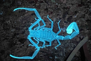 Manuel Antonio: Tour nocturno con guía naturalista.