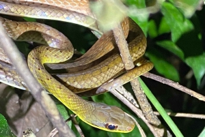 Manuel Antonio: Night tour with a naturalist guide.