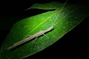 Manuel Antonio: Tour nocturno con guía naturalista.