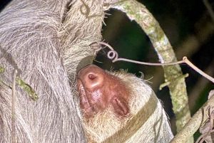 Manuel Antonio: Night tour with a naturalist guide.