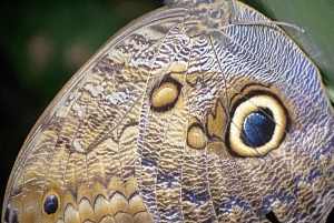 Manuel Antonio: Night tour with a naturalist guide.