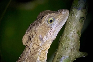 Manuel Antonio: Tour nocturno con guía naturalista.