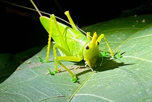 Manuel Antonio: Night tour with a naturalist guide.