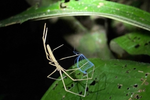 Manuel Antonio: Tour nocturno con guía naturalista.