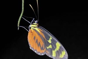 Manuel Antonio: Night tour with a naturalist guide.