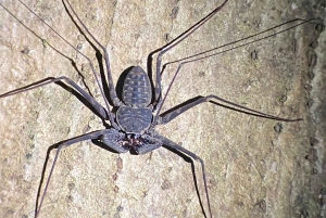 Manuel Antonio: Night tour with a naturalist guide.