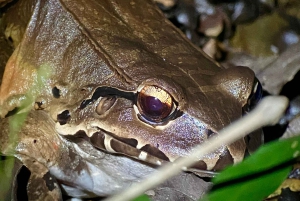 Manuel Antonio: Night tour with a naturalist guide.