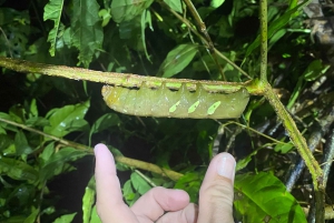 Manuel Antonio: Tour nocturno con guía naturalista.