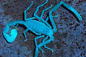 Manuel Antonio: Tour nocturno con guía naturalista.