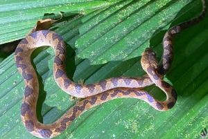 Manuel Antonio: Night tour with a naturalist guide.