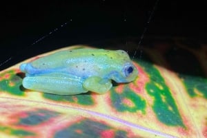 Manuel Antonio: Tour nocturno con guía naturalista.