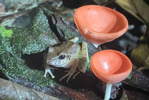 Manuel Antonio: Tour nocturno con guía naturalista.