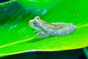 Manuel Antonio: Night tour with a naturalist guide.