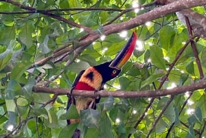 Manuel Antonio Park: Guided Walking Tour with a Naturalist