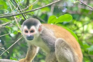 Manuel Antonio Park: Guided Walking Tour with a Naturalist