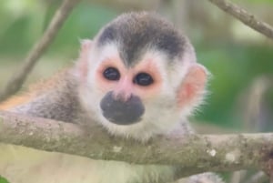 Manuel Antonio Park: Guided Walking Tour with a Naturalist