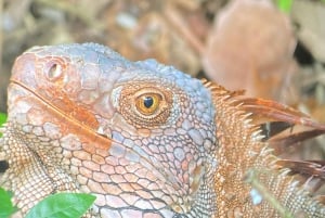 Parque Manuel Antonio: Visita guiada a pie con un naturalista