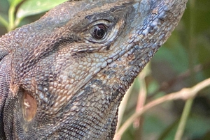 Manuel Antonio Park: Guided Walking Tour with a Naturalist