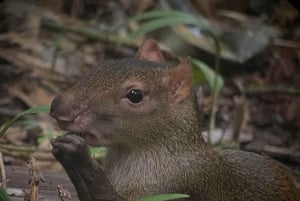 Manuel Antonio Park: Guided Walking Tour with a Naturalist