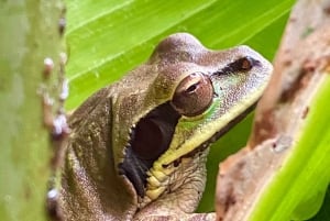 Parque Manuel Antonio: Visita guiada a pie con un naturalista