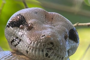 Manuel Antonio Park: Guided Walking Tour with a Naturalist