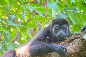 Parque Manuel Antonio: Visita guiada a pie con un naturalista