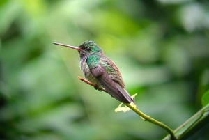 Manuel Antonio Park: Guided Tour to see animals & beach time