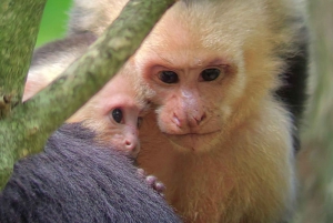 Manuel Antonio Park: Guided Tour to see animals & beach time