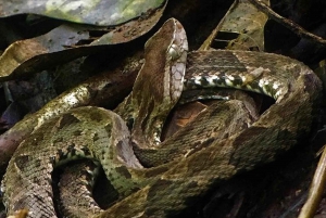 Manuel Antonio: Wildlife and Beach Tour in National Park