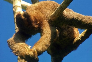 Manuel Antonio: Wildlife and Beach Tour in National Park