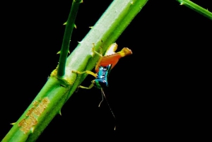 Manuel Antonio: Wildlife and Beach Tour in National Park