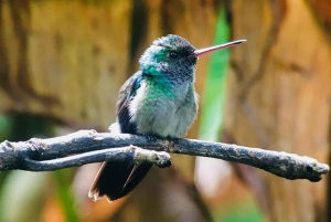 Manuel Antonio: Wildlife and Beach Tour in National Park