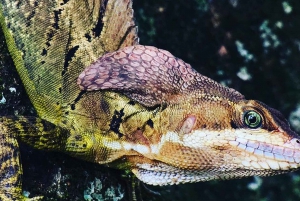 Manuel Antonio: Excursión por la fauna y la playa del Parque Nacional