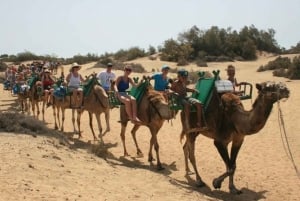 Maspalomas: Paseo en camello guiado por las Dunas de Maspalomas