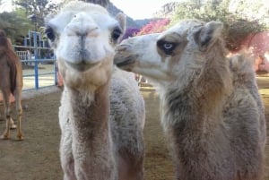 Maspalomas: Guided Camel Ride in the Maspalomas Sand Dunes