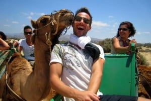 Maspalomas: Guided Camel Ride in the Maspalomas Sand Dunes