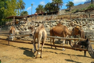 Maspalomas: Guided Camel Ride in the Maspalomas Sand Dunes