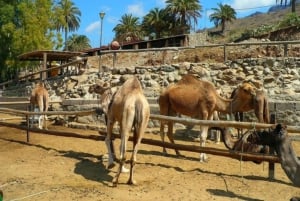 Maspalomas: Paseo en camello guiado por las Dunas de Maspalomas