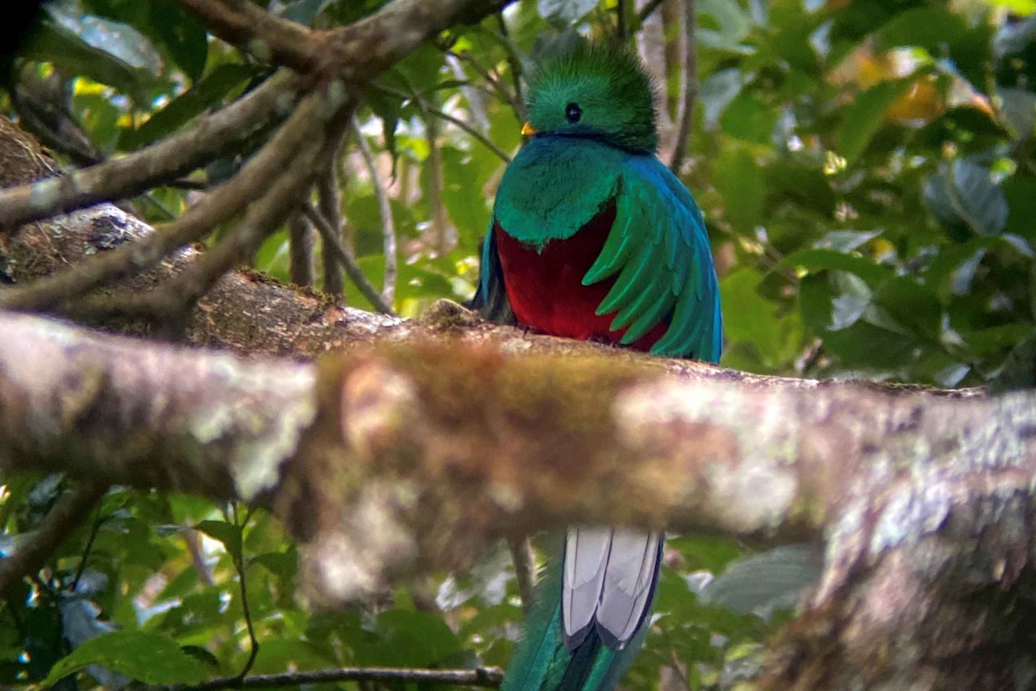 Monteverde: Guided Tour in Monteverde Cloud Forest