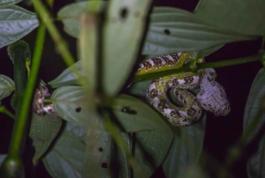 Monteverde: Kinkajou Forest Night Walking Tour