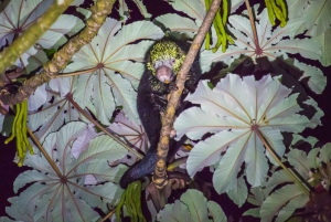 Monteverde: Kinkajou Forest Night Walking Tour