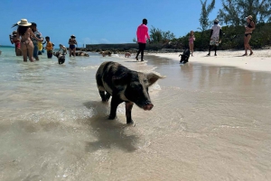 Nassau: Snorkel, Playa del Cerdo, Nadar con Tortugas y Almuerzo