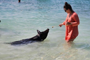 Nassau: Snorkel, Playa del Cerdo, Nadar con Tortugas y Almuerzo