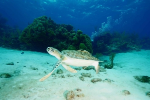 Nassau: Snorkel, Playa del Cerdo, Nadar con Tortugas y Almuerzo