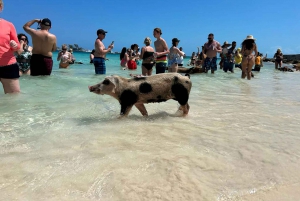 Nassau: Snorkel, Playa del Cerdo, Nadar con Tortugas y Almuerzo