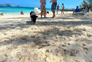 Nassau: Snorkel, Playa del Cerdo, Nadar con Tortugas y Almuerzo