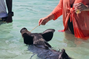 Nassau: Snorkel, Playa del Cerdo, Nadar con Tortugas y Almuerzo